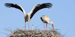 Långa relationer Lilla Stork