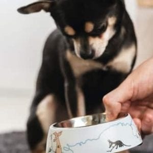 Mumin Husdjur Matskål, Blå Small