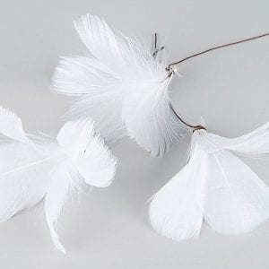 Fjädrar på Vippa - Magnolia