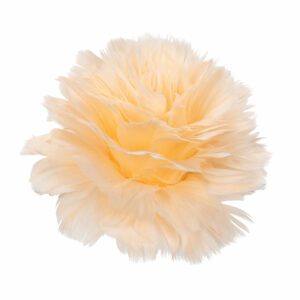 Fjäderblomma med clip aprikos